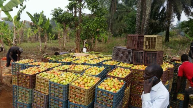 ouganda implantation ouganda