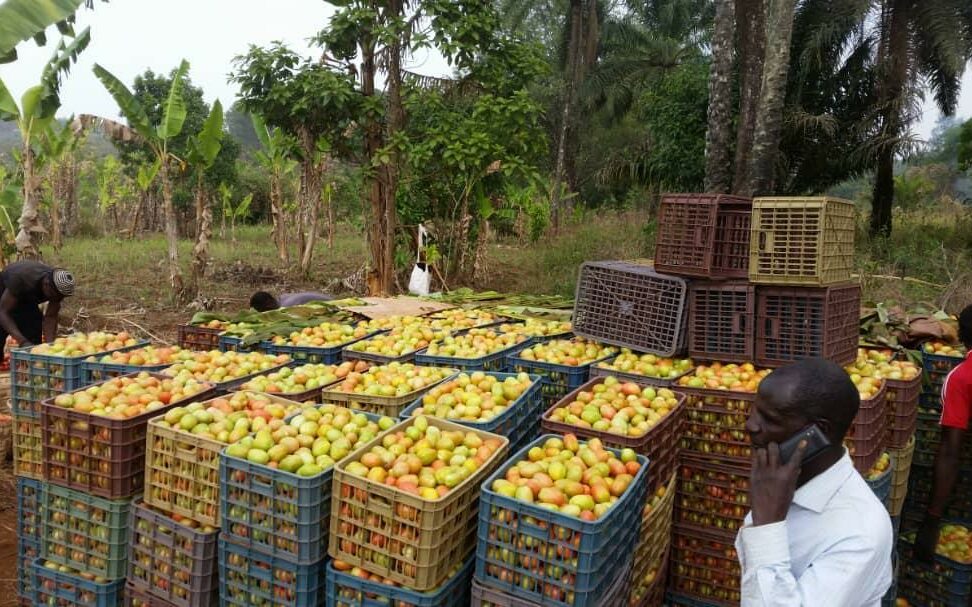 ouganda implantation ouganda