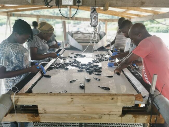 Virbac Côte d'Ivoire